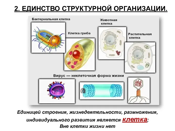 2. ЕДИНСТВО СТРУКТУРНОЙ ОРГАНИЗАЦИИ. Единицей строения, жизнедеятельности, размножения, индивидуального развития является клетка; Вне клетки жизни нет