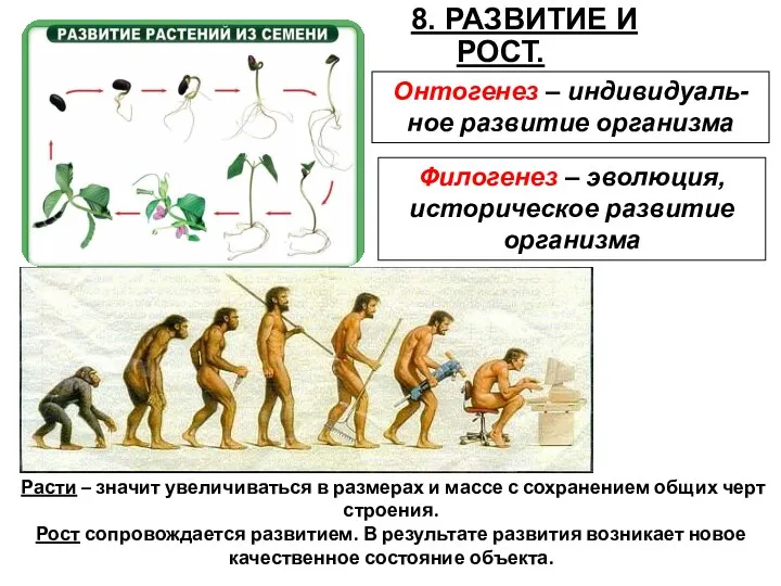 8. РАЗВИТИЕ И РОСТ. Филогенез – эволюция, историческое развитие организма