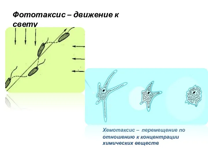 Фототаксис – движение к свету Хемотаксис – перемещение по отношению к концентрации химических веществ