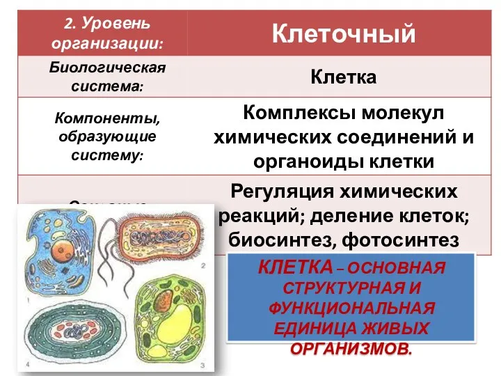 КЛЕТКА – ОСНОВНАЯ СТРУКТУРНАЯ И ФУНКЦИОНАЛЬНАЯ ЕДИНИЦА ЖИВЫХ ОРГАНИЗМОВ.