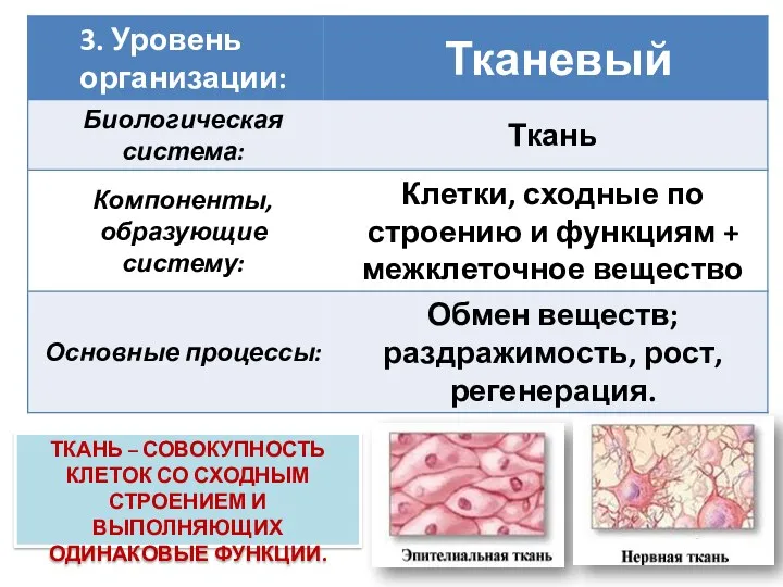 ТКАНЬ – СОВОКУПНОСТЬ КЛЕТОК СО СХОДНЫМ СТРОЕНИЕМ И ВЫПОЛНЯЮЩИХ ОДИНАКОВЫЕ ФУНКЦИИ.