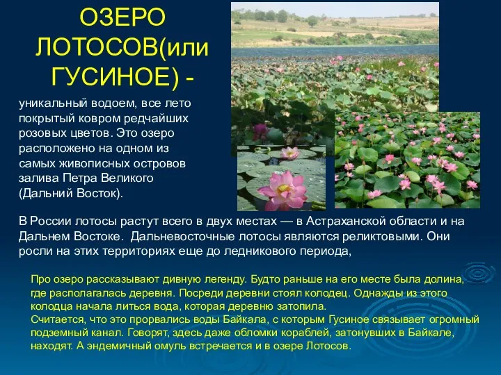 ОЗЕРО ЛОТОСОВ(или ГУСИНОЕ) - уникальный водоем, все лето покрытый ковром