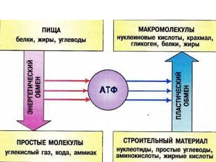 Взаимосвязь пластического и энергетического обмена