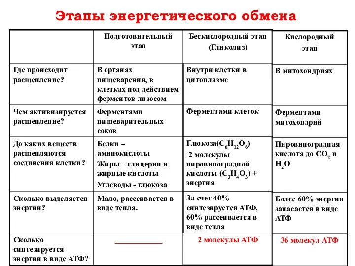 Этапы энергетического обмена