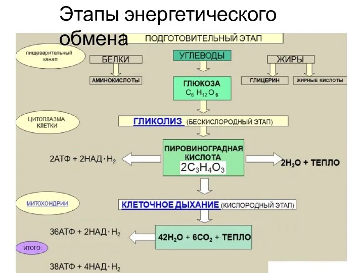 Этапы энергетического обмена