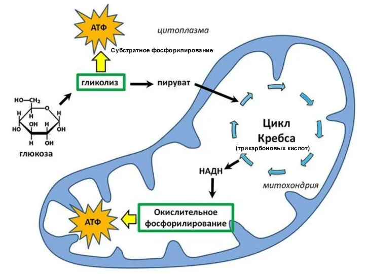 Субстратное фосфорилирование (трикарбоновых кислот)