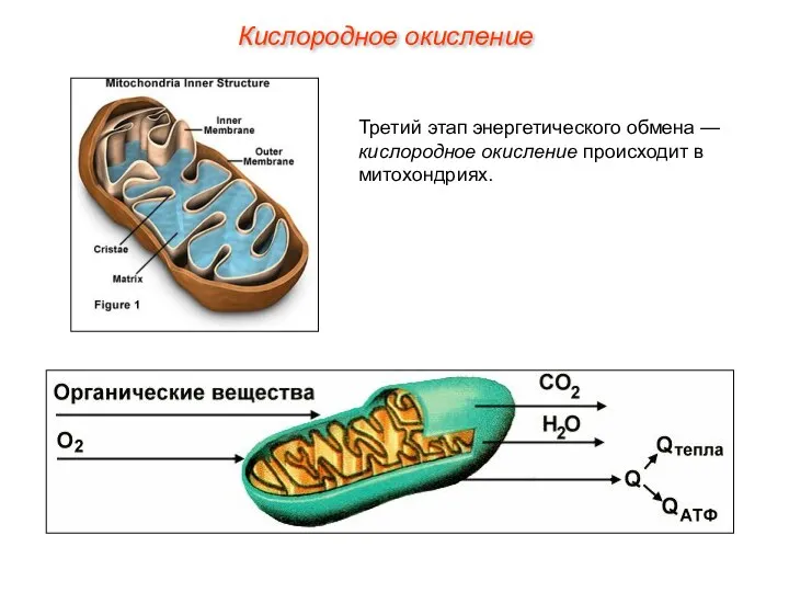 Третий этап энергетического обмена — кислородное окисление происходит в митохондриях. Кислородное окисление