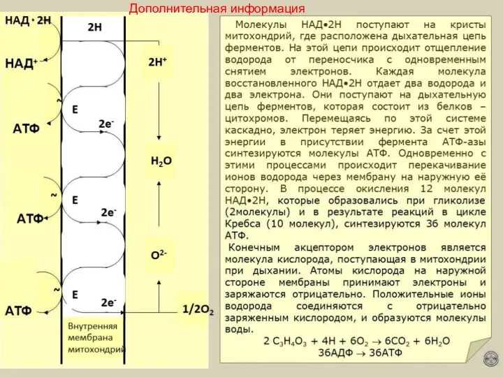 Дополнительная информация