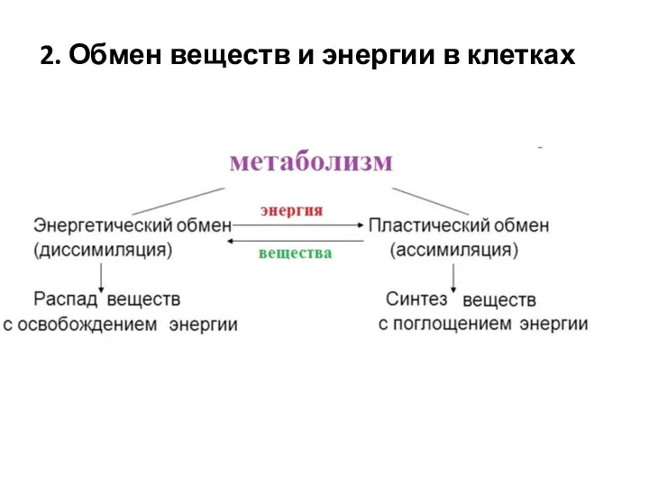 2. Обмен веществ и энергии в клетках