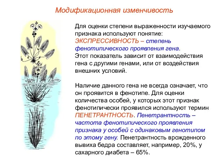 Модификационная изменчивость Для оценки степени выраженности изучаемого признака используют понятие: