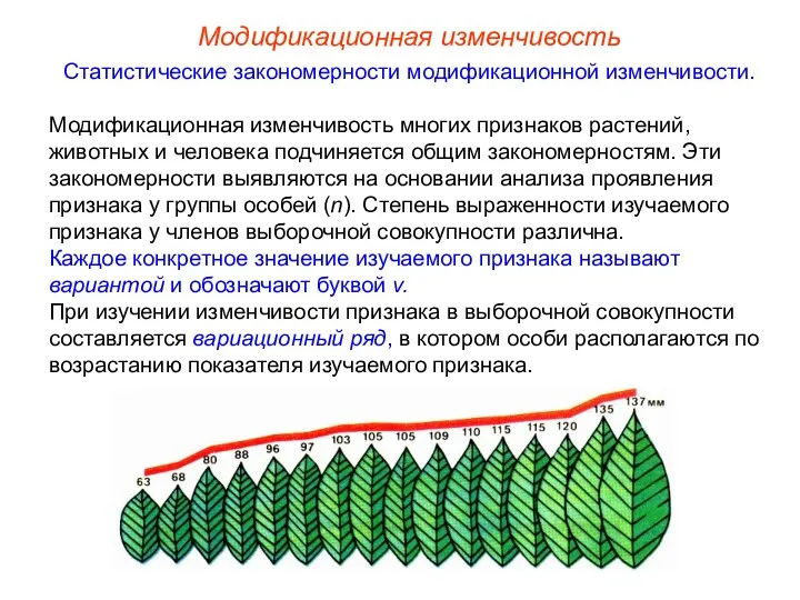 Модификационная изменчивость Статистические закономерности модификационной изменчивости. Модификационная изменчивость многих признаков