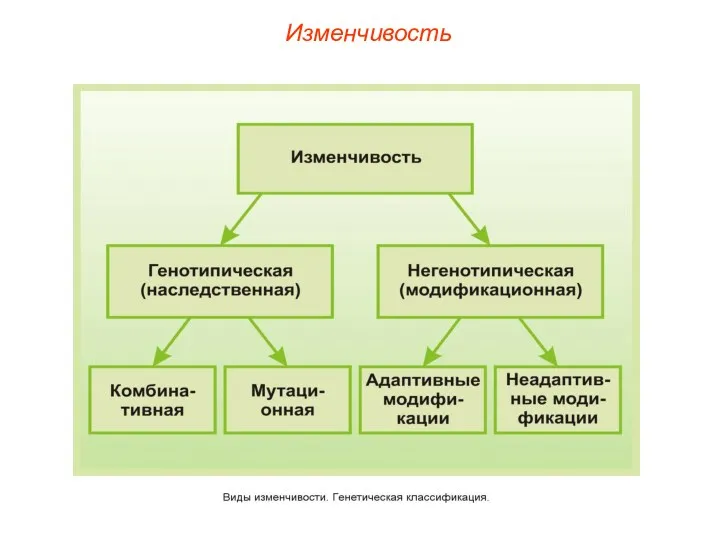 Изменчивость