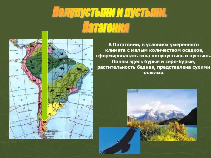 В Патагонии, в условиях умеренного климата с малым количеством осадков, сформировалась зона полупустынь