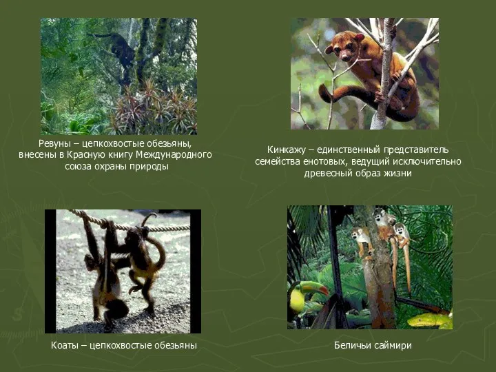 Ревуны – цепкохвостые обезьяны, внесены в Красную книгу Международного союза охраны природы Кинкажу