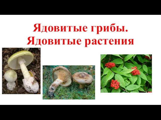 Ядовитые грибы. Ядовитые растения