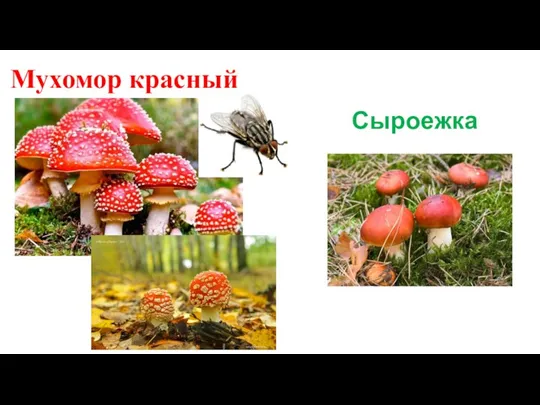 Мухомор красный Сыроежка