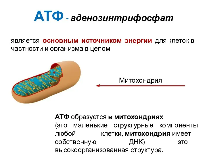 АТФ - аденозинтрифосфат является основным источником энергии для клеток в