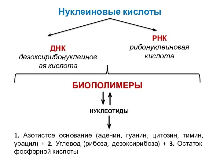 Нуклеиновые кислоты ДНК дезоксирибонуклеиновая кислота РНК рибонуклеиновая кислота БИОПОЛИМЕРЫ НУКЛЕОТИДЫ