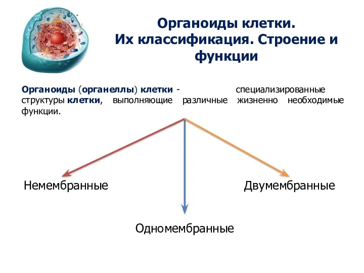 Органоиды клетки. Их классификация. Строение и функции Органоиды (органеллы) клетки