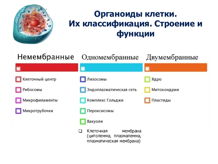 Органоиды клетки. Их классификация. Строение и функции Клеточная мембрана (цитолемма, плазмалемма, плазматическая мембрана)