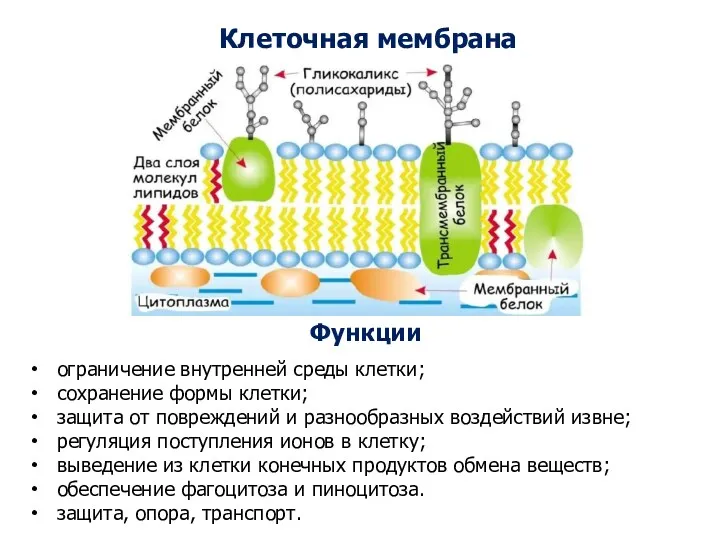 Функции ограничение внутренней среды клетки; сохранение формы клетки; защита от