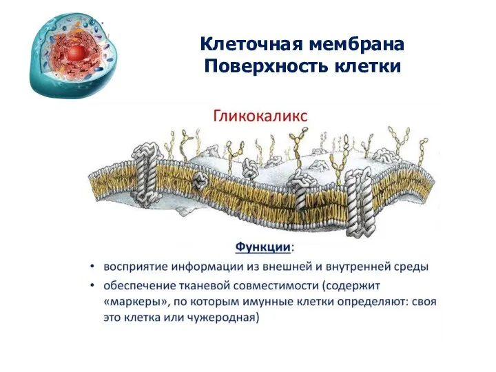 Клеточная мембрана Поверхность клетки