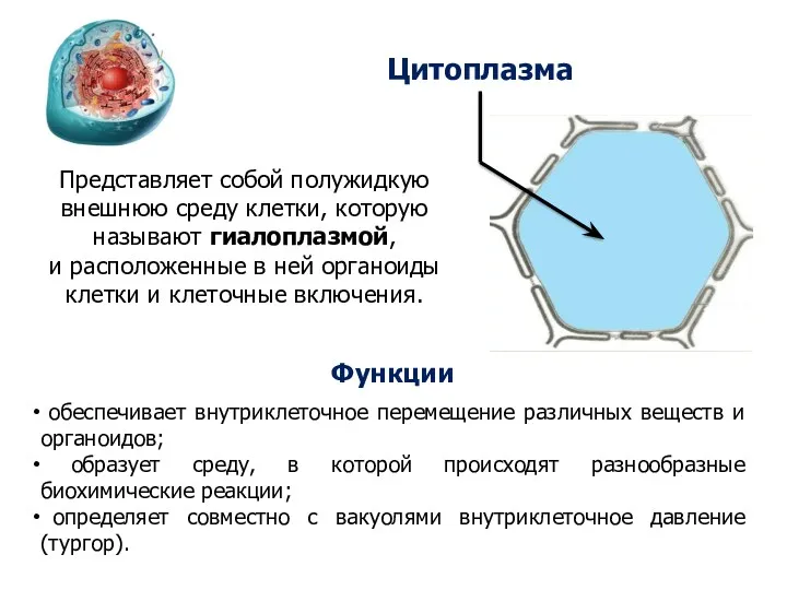 Цитоплазма Представляет собой полужидкую внешнюю среду клетки, которую называют гиалоплазмой,