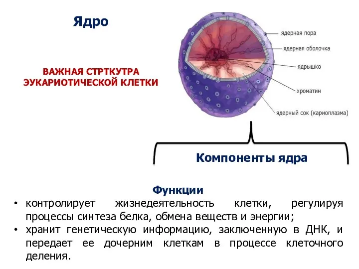 Ядро Компоненты ядра Функции контролирует жизнедеятельность клетки, регулируя процессы синтеза