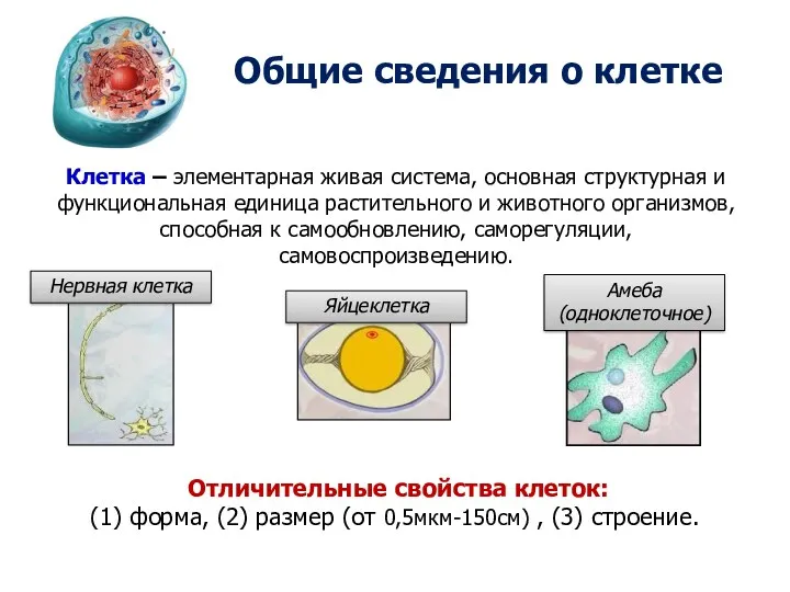 Общие сведения о клетке Клетка – элементарная живая система, основная