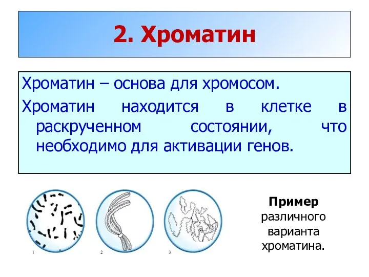 2. Хроматин Хроматин – основа для хромосом. Хроматин находится в