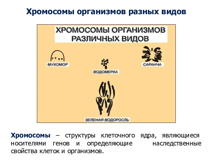 Хромосомы организмов разных видов Хромосомы – структуры клеточного ядра, являющиеся