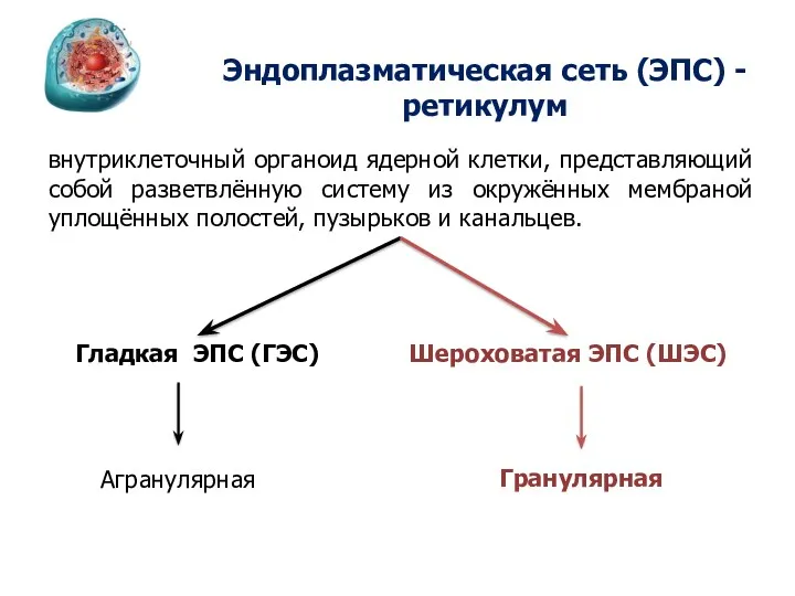 Эндоплазматическая сеть (ЭПС) - ретикулум внутриклеточный органоид ядерной клетки, представляющий