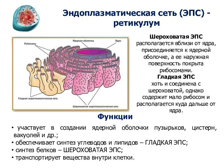 Эндоплазматическая сеть (ЭПС) - ретикулум Функции участвует в создании ядерной