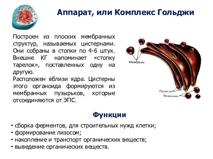 Аппарат, или Комплекс Гольджи Функции сборка ферментов, для строительных нужд