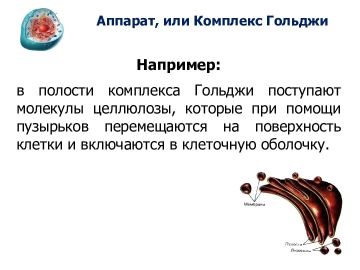 Аппарат, или Комплекс Гольджи Например: в полости комплекса Гольджи поступают