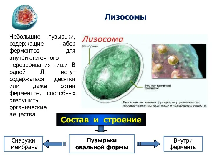 Лизосомы Небольшие пузырьки, содержащие набор ферментов для внутриклеточного переваривания пищи.