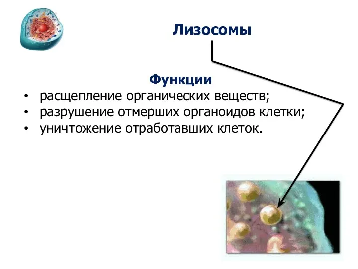 Лизосомы Функции расщепление органических веществ; разрушение отмерших органоидов клетки; уничтожение отработавших клеток.