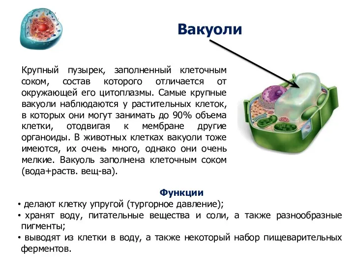 Вакуоли Крупный пузырек, заполненный клеточным соком, состав которого отличается от