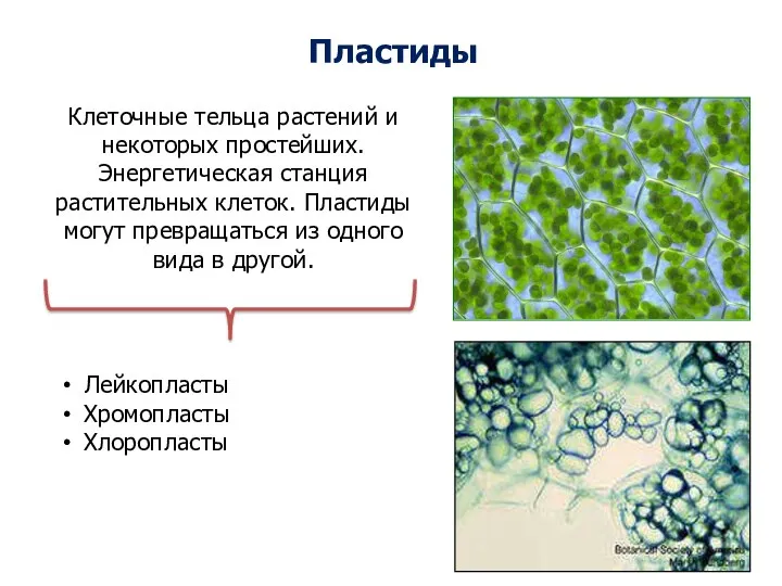 Пластиды Клеточные тельца растений и некоторых простейших. Энергетическая станция растительных