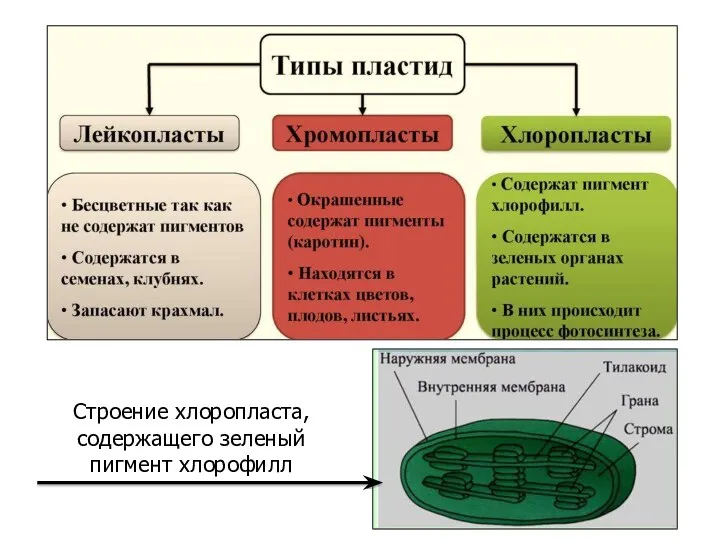 Строение хлоропласта, содержащего зеленый пигмент хлорофилл