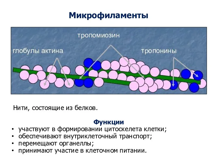 Нити, состоящие из белков. Микрофиламенты Функции участвуют в формировании цитоскелета