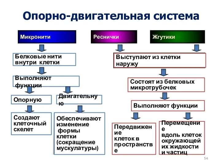 Микронити Реснички Жгутики Белковые нити внутри клетки Выполняют функции Выступают