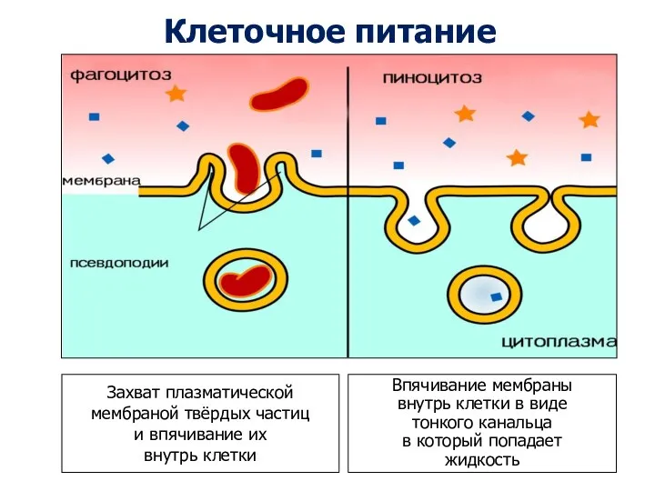 Захват плазматической мембраной твёрдых частиц и впячивание их внутрь клетки