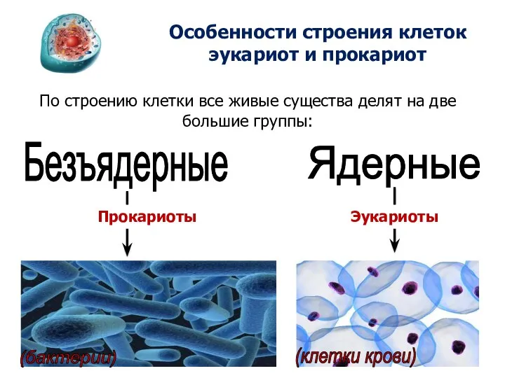 Ядерные Безъядерные (бактерии) (клетки крови) Особенности строения клеток эукариот и