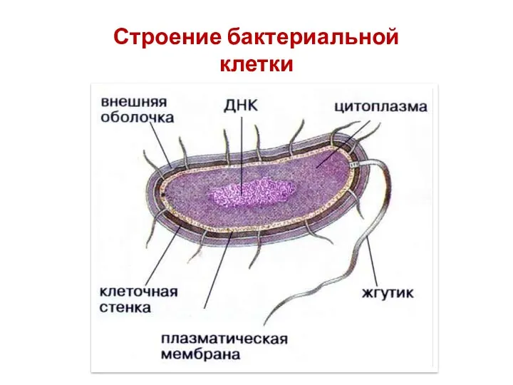 Строение бактериальной клетки