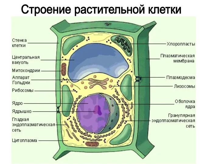 Строение растительной клетки