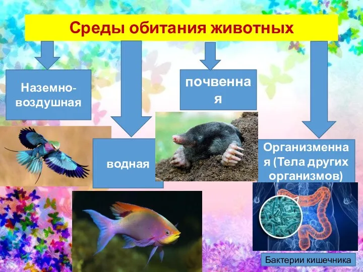 Среды обитания животных Организменная (Тела других организмов) почвенная Наземно-воздушная водная Бактерии кишечника