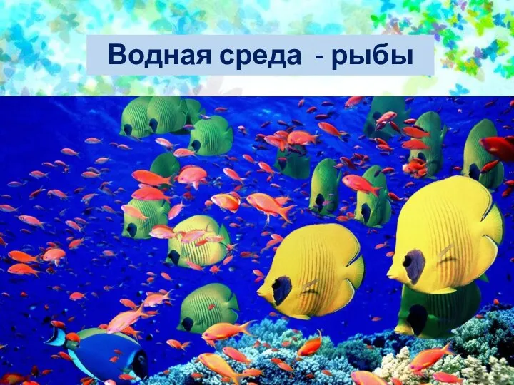 Водная среда - рыбы