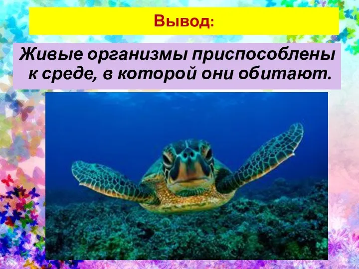 Вывод: Живые организмы приспособлены к среде, в которой они обитают.