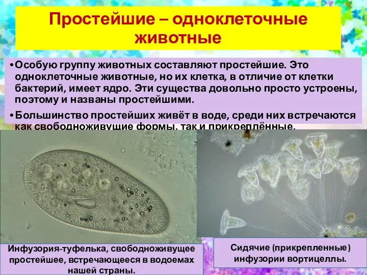 Простейшие – одноклеточные животные Особую группу животных составляют простейшие. Это